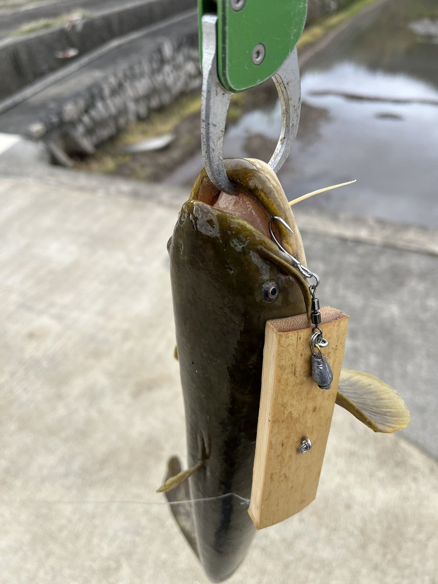 choka520's tweet image. 本日、午前中は @tagyoshuangler うっちーくんにナマズガイドを依頼。
雨後のいい濁りの中、うっちーくんの自作ルアーなどでバラしもありつつの複数キャッチ！
今年初のナマズゲーム、楽しみました！
#MajorCraft
#セルヴァ