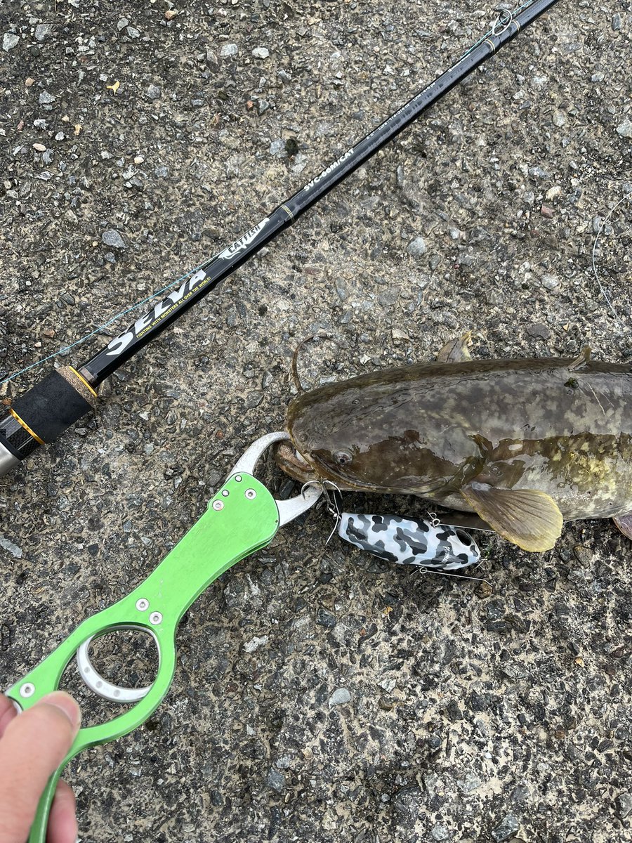 choka520's tweet image. 本日、午前中は @tagyoshuangler うっちーくんにナマズガイドを依頼。
雨後のいい濁りの中、うっちーくんの自作ルアーなどでバラしもありつつの複数キャッチ！
今年初のナマズゲーム、楽しみました！
#MajorCraft
#セルヴァ