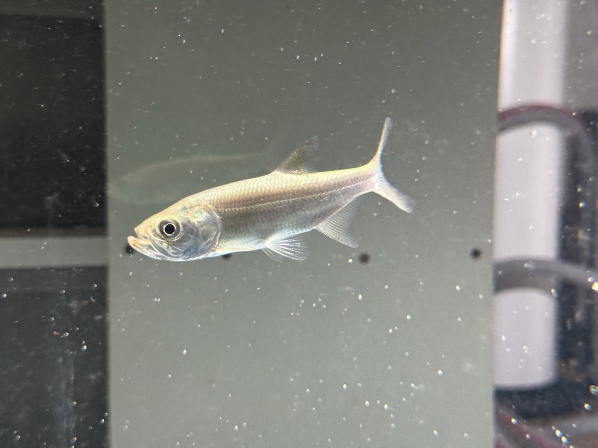 シュリム tweet media