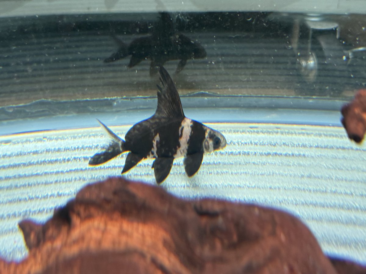 シュリム tweet media