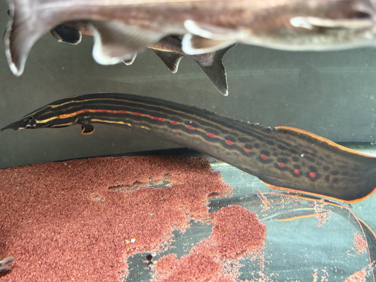 シュリム tweet media