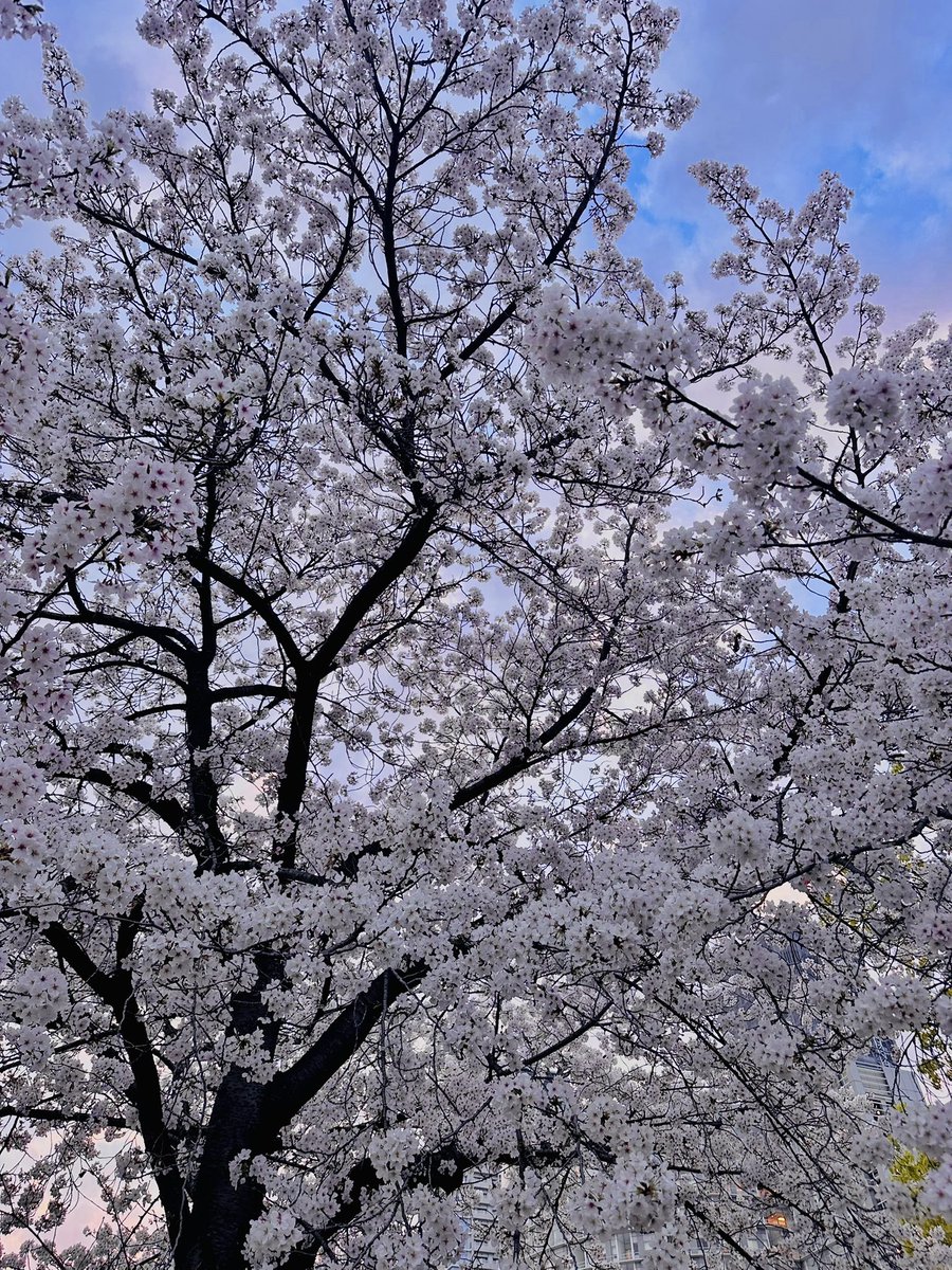 羽（24） tweet media