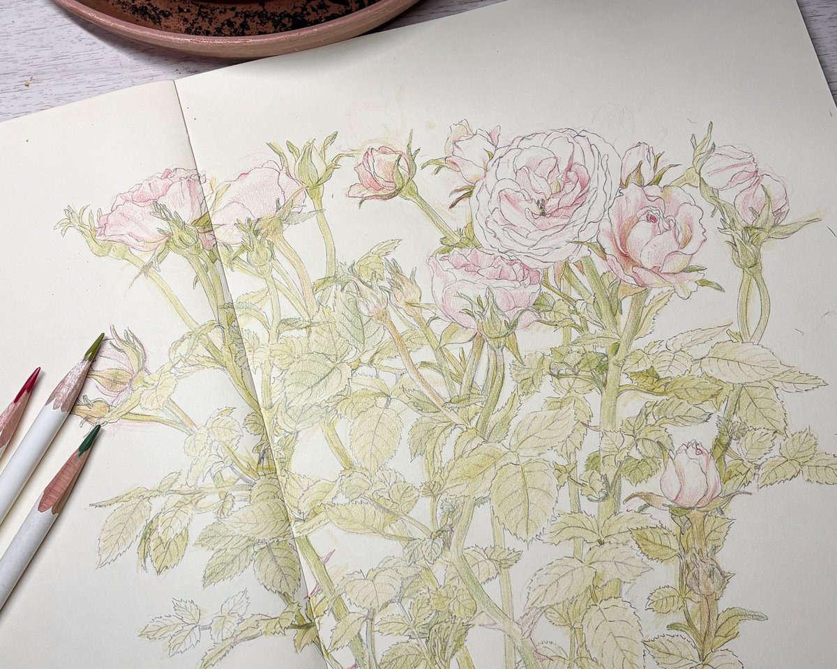 横山茜 (@akanekko1121) on Twitter photo 