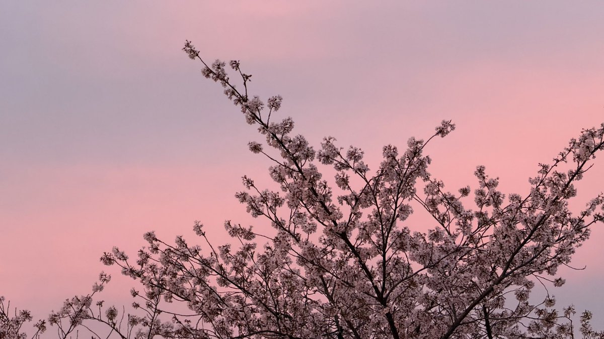 良い時間帯に撮れた桜 