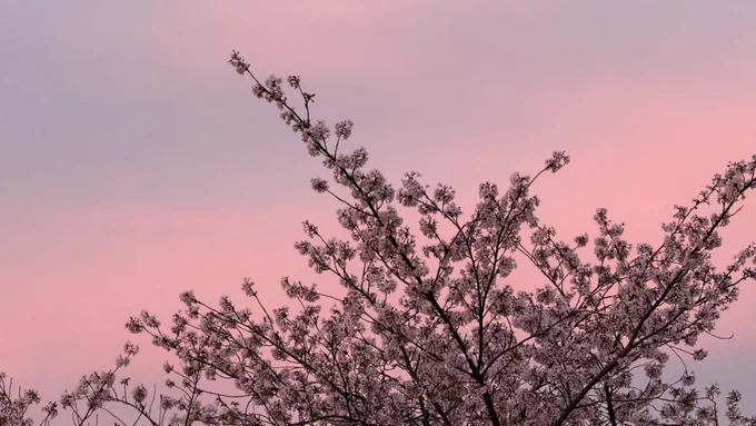良い時間帯に撮れた桜