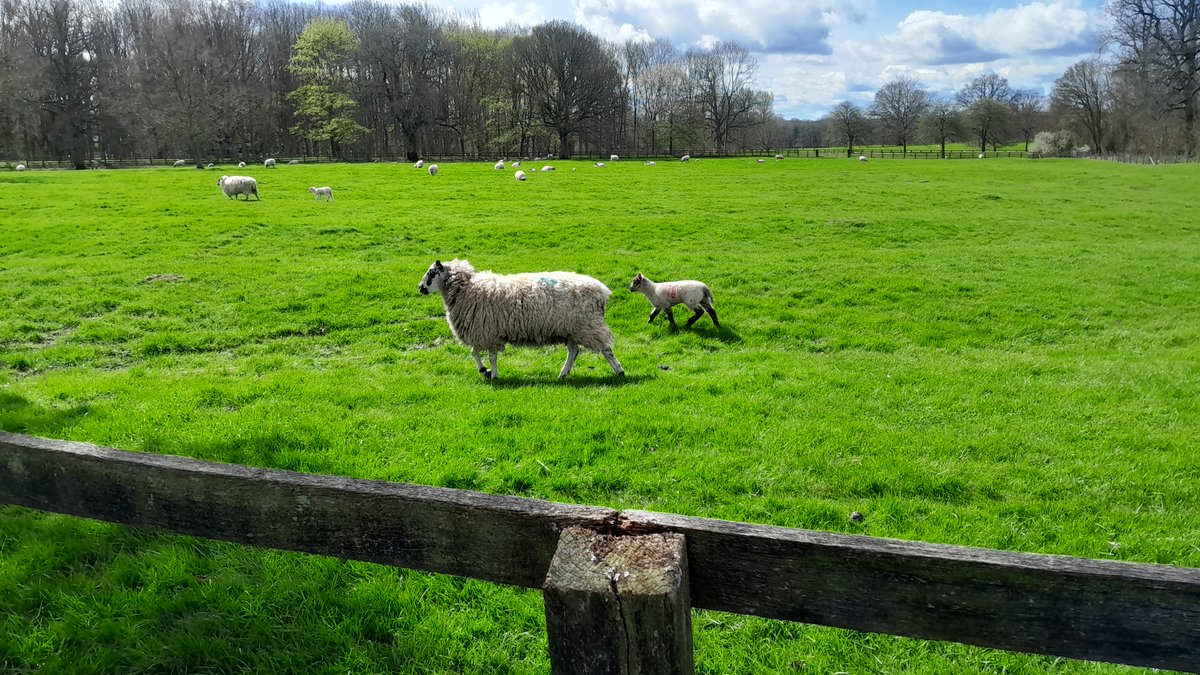 MJHAudio's tweet photo. Today's recording subjects 🎤🐑

#fieldrecording https://t.co/yuBJ8447mt