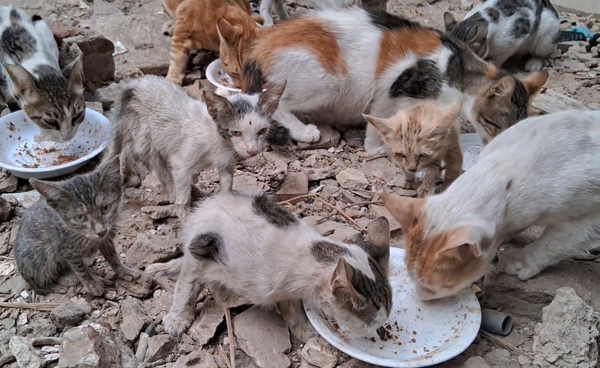 Animal Friends Shelter tweet media