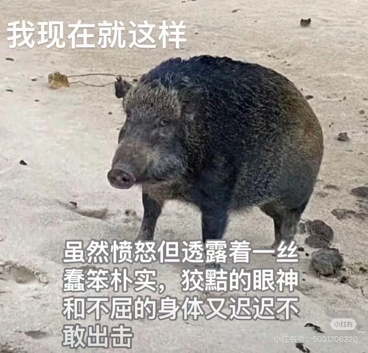 偶记酱 tweet media