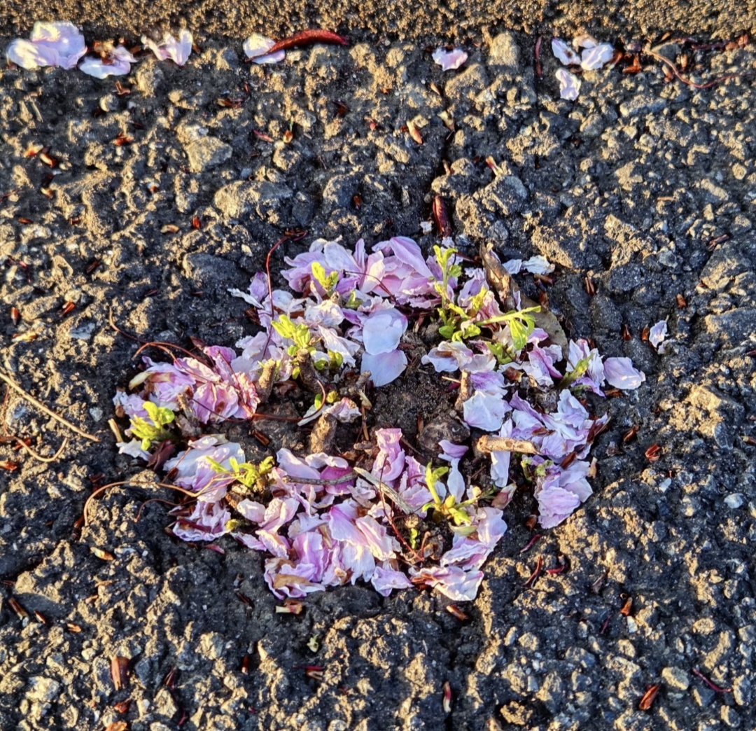 茶月 (『クリンゴン語辞典』発売中！) tweet media