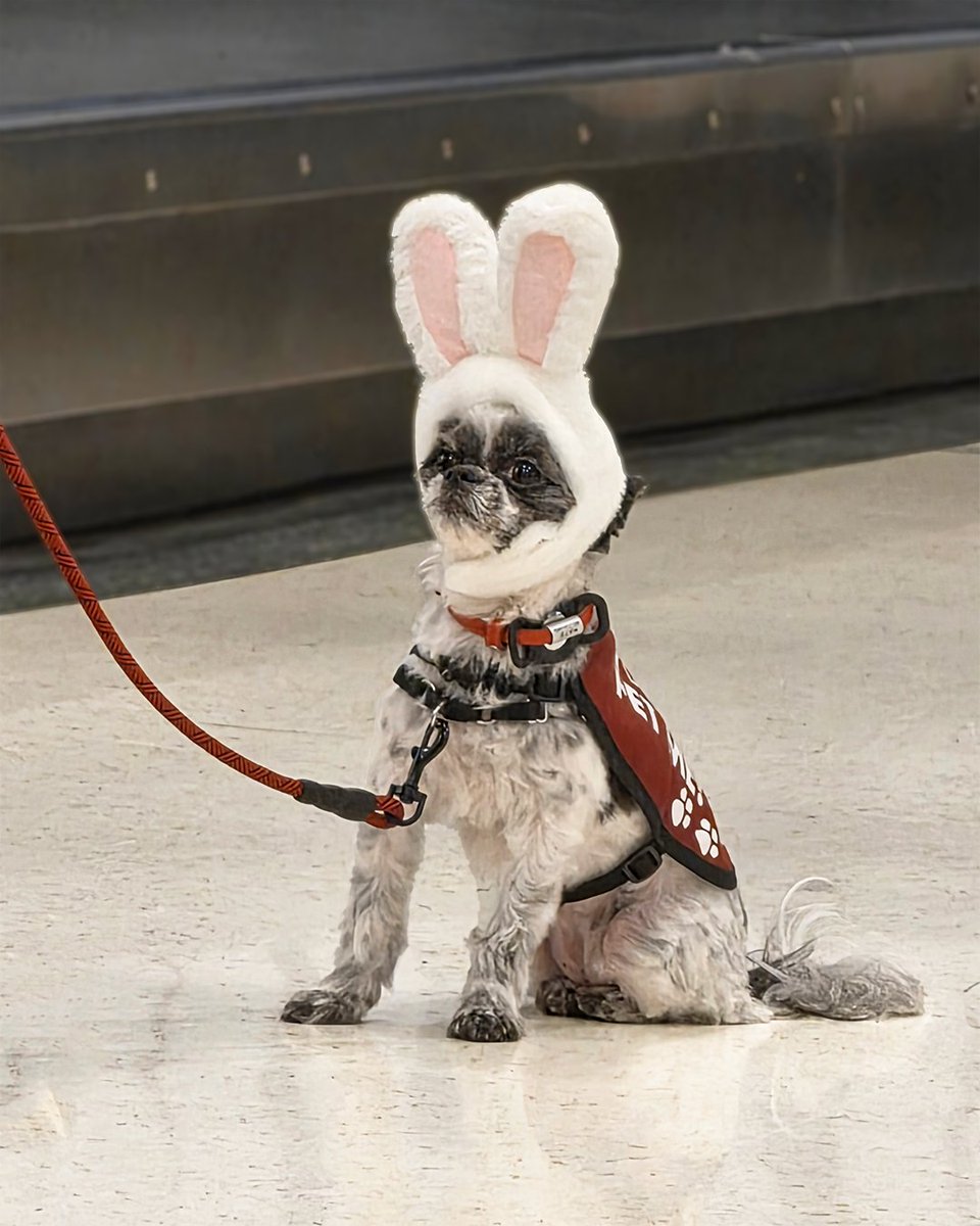 IFlyRhodeIsland's tweet photo. The PVD Pups made a special spring visit recently to enjoy some themed games, participate in a bunny ear contest, and meet some happy passengers! πΆβοΈ #FlyRI #PVDPups #AirportTherapyDogs https://t.co/Y5elcY8YK9