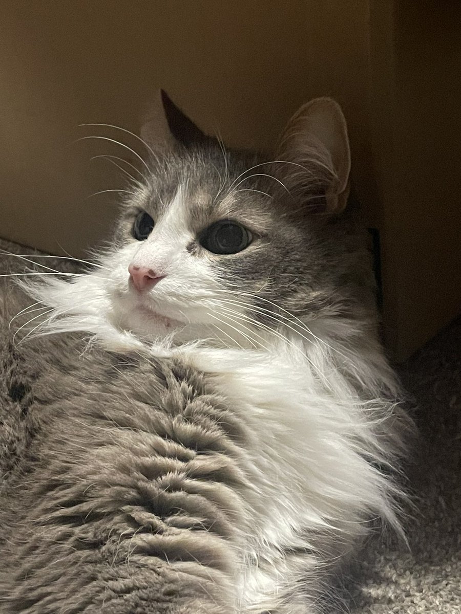 crypticnugget tweet media