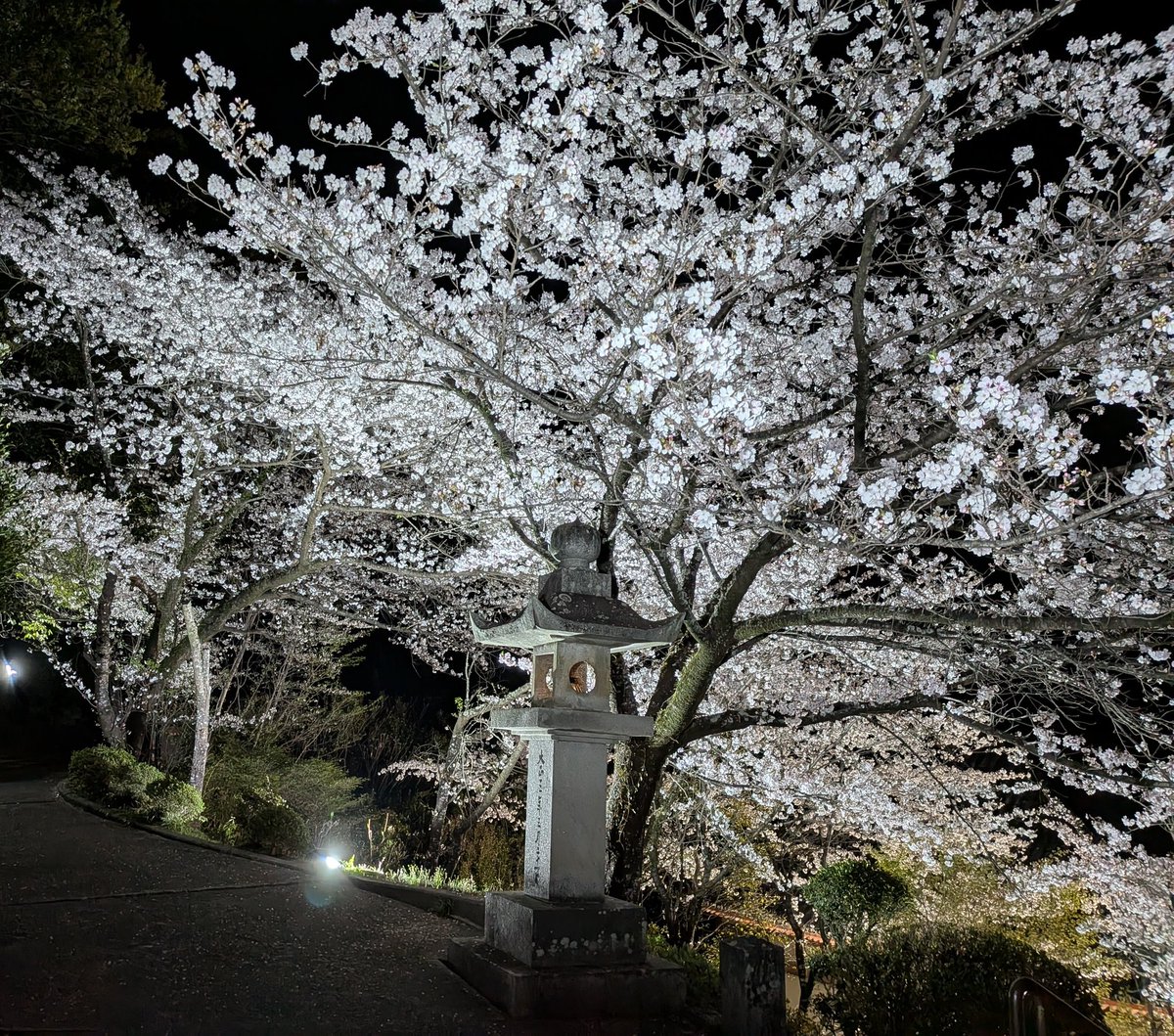 今年も皆さまのおかげで、夜桜ライトアップを楽しめました🌸✨

何か特別なことがあるわけでもない、ゆる〜いお花見スタイルですが、そのぶん穴場的なスポットになっているかもしれません🙌

まだ明日、明後日あたりは見頃ですので、お近くに立ち寄られた際には是非ご覧ください🙏