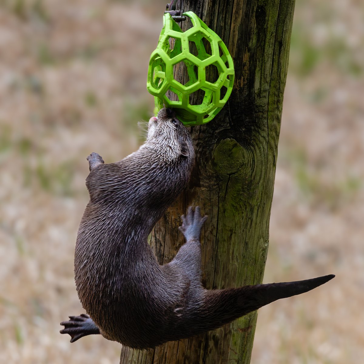 MemphisZoo's tweet image. We are OPEN today! Come hop, jump, and spring into the season at Memphis Zoo!

📸 Michael Pachis
#memphiszoo #otter #memphis