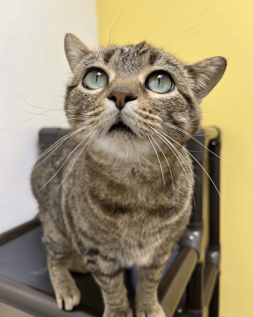 Memphis Humane Society tweet media