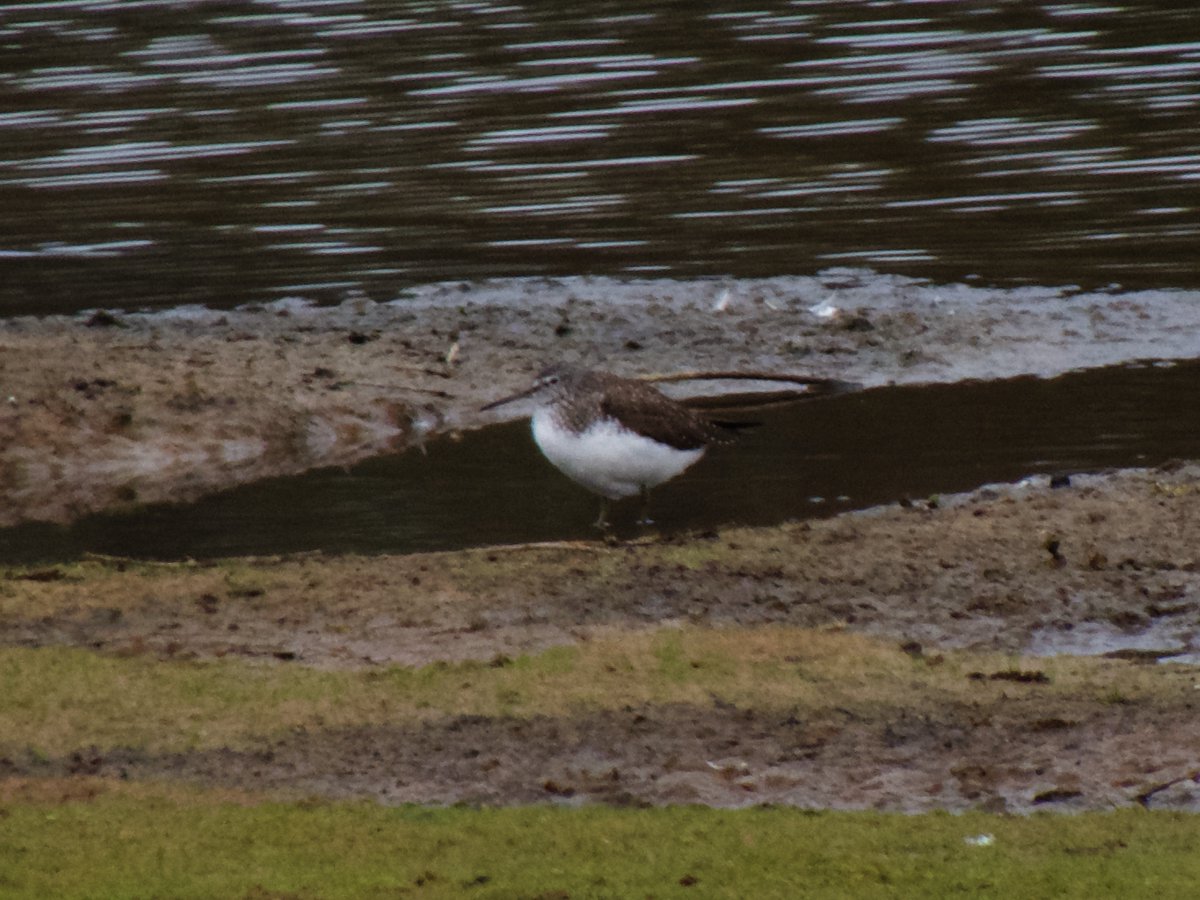 AlexWBirding's tweet photo. Couple of birds from the past couple of days at Sevenoaks Wildlife Reserve, Green Sandpiper and Great Egret. Willow Warblers have arrived as of today as well! https://t.co/1paUJCDqgc