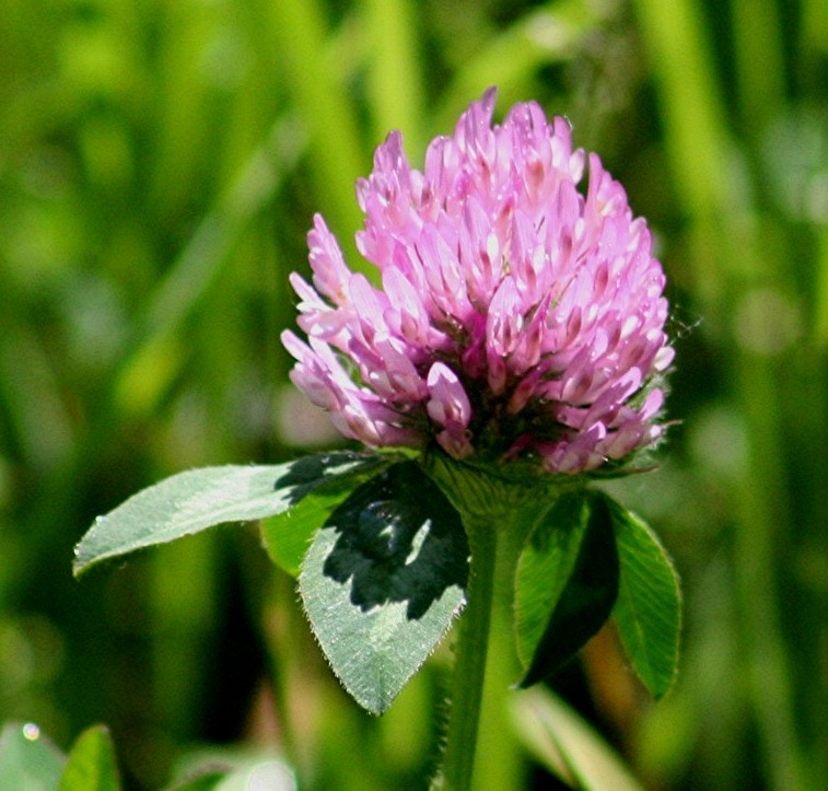 NWF's tweet image. #Vermont, the Green Mountain state 😋

State amphibian: Northern leopard frog 🐸
State flower: Red clover 🌺

Check out our Vermont affiliate at vnrc.org

YOU have a NWF affiliate near you🔗 ow.ly/HEH050Wh6te

🐸| Jessica Bolser
🌺| USDA