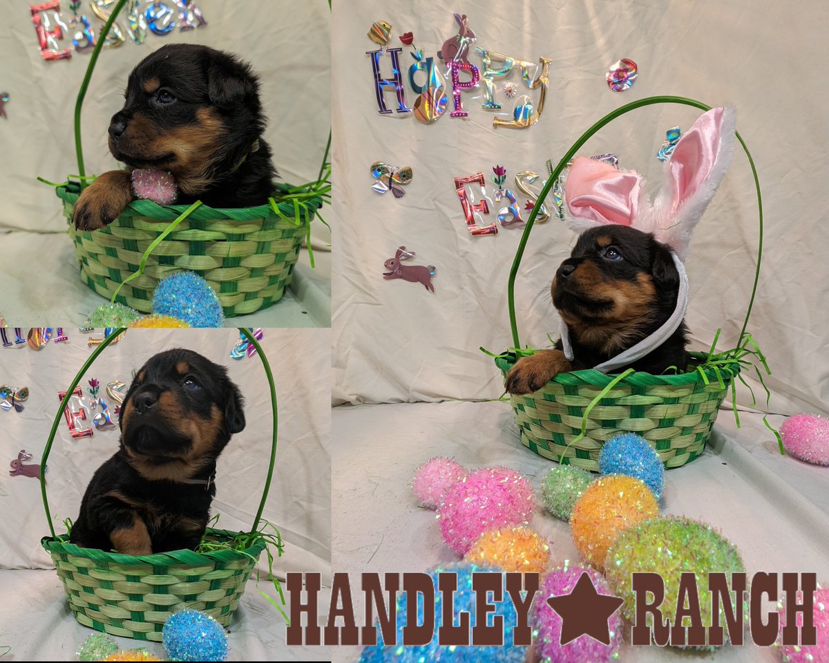 handleyranch's tweet photo. Happy Easter! https://t.co/kwYtlzT0qD