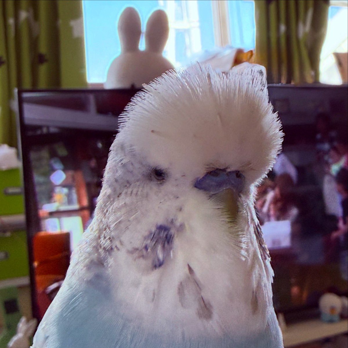 とりはこ@ようこ tweet media