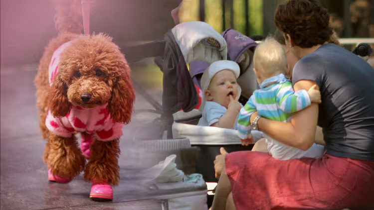 kutschera_u's tweet image. Ein Hund statt #Kinder ist kein #Livestyle-- sondern eine Todes-gleich-Aussterbe-Agenda--#Evolution?-Nein Danke! - sagen #Kreationisten und Hunde-ohne-Kinder-Verlierer- im Struggle -for-Life- #Darwin lag richtig! #FroheOstern!