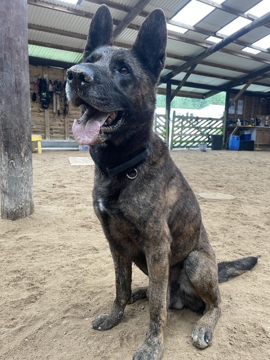 gsrescueelite's tweet image. Louis is 8yrs old and he came to us in Oct 20. Louis is a sweet boy but he is still a big, strong lad and will need a home with large breed exp 
#dogs #germanshepherd #Cornwall 
gsrelite.co.uk/louis/