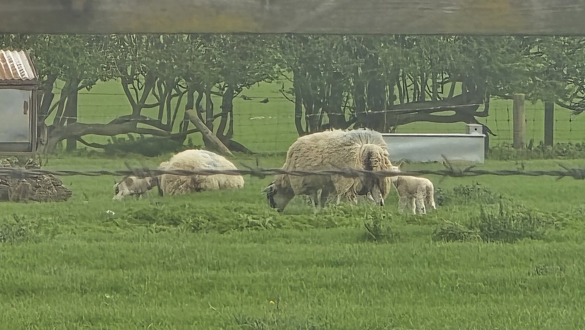 astronomy_dan's tweet photo. Some more Captures of some Beautiful Spring Lambs with sheep π on 03/04/26. @MoonHourSocial @ThePhotoHour @BBCSpringwatch @bbcweather #springlambs #Sheep #Spring2026 #SpringIsHere #m40motorway #leomingtonspa https://t.co/vPqHiEp0D9