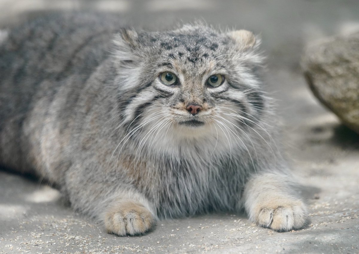 元ゲオルゲ tweet media