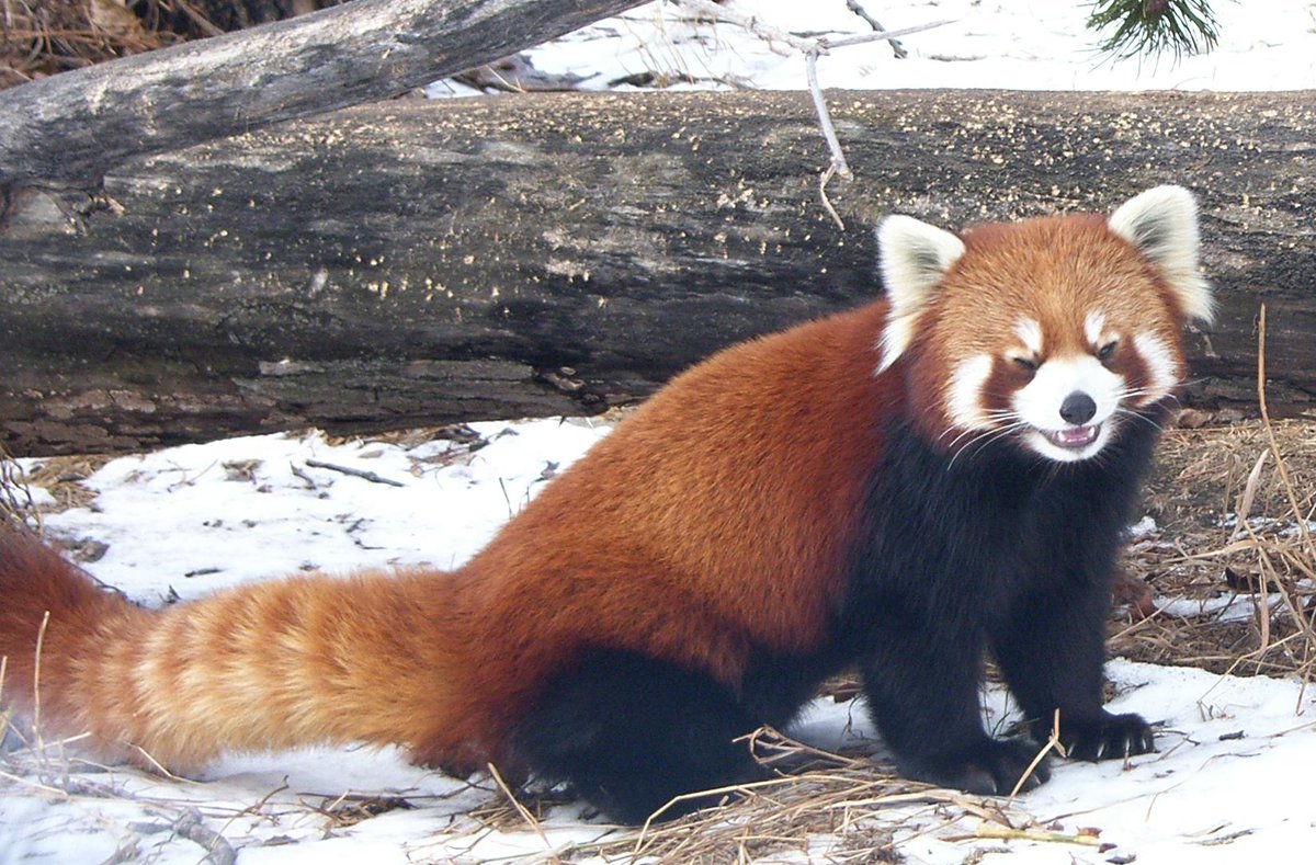 RedPandaEveryHr's tweet photo. https://t.co/z26gwqOBcz
