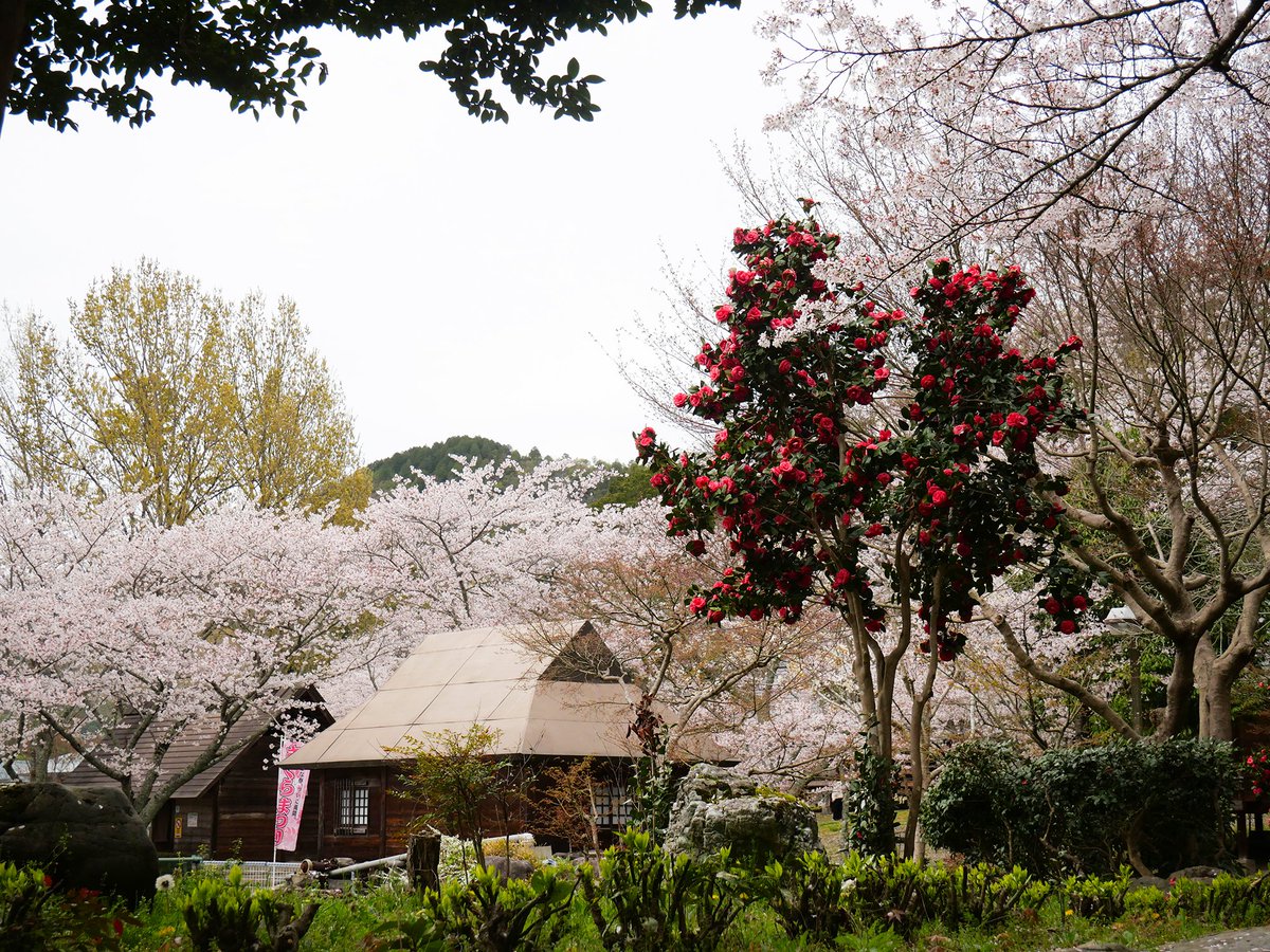 masas circle （京都在住　DTP・デザイナー） tweet media