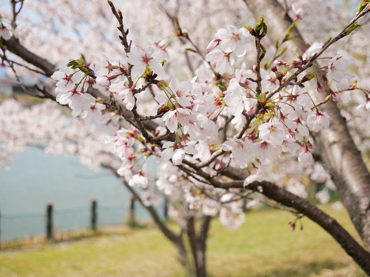 masas circle （京都在住　DTP・デザイナー） tweet media