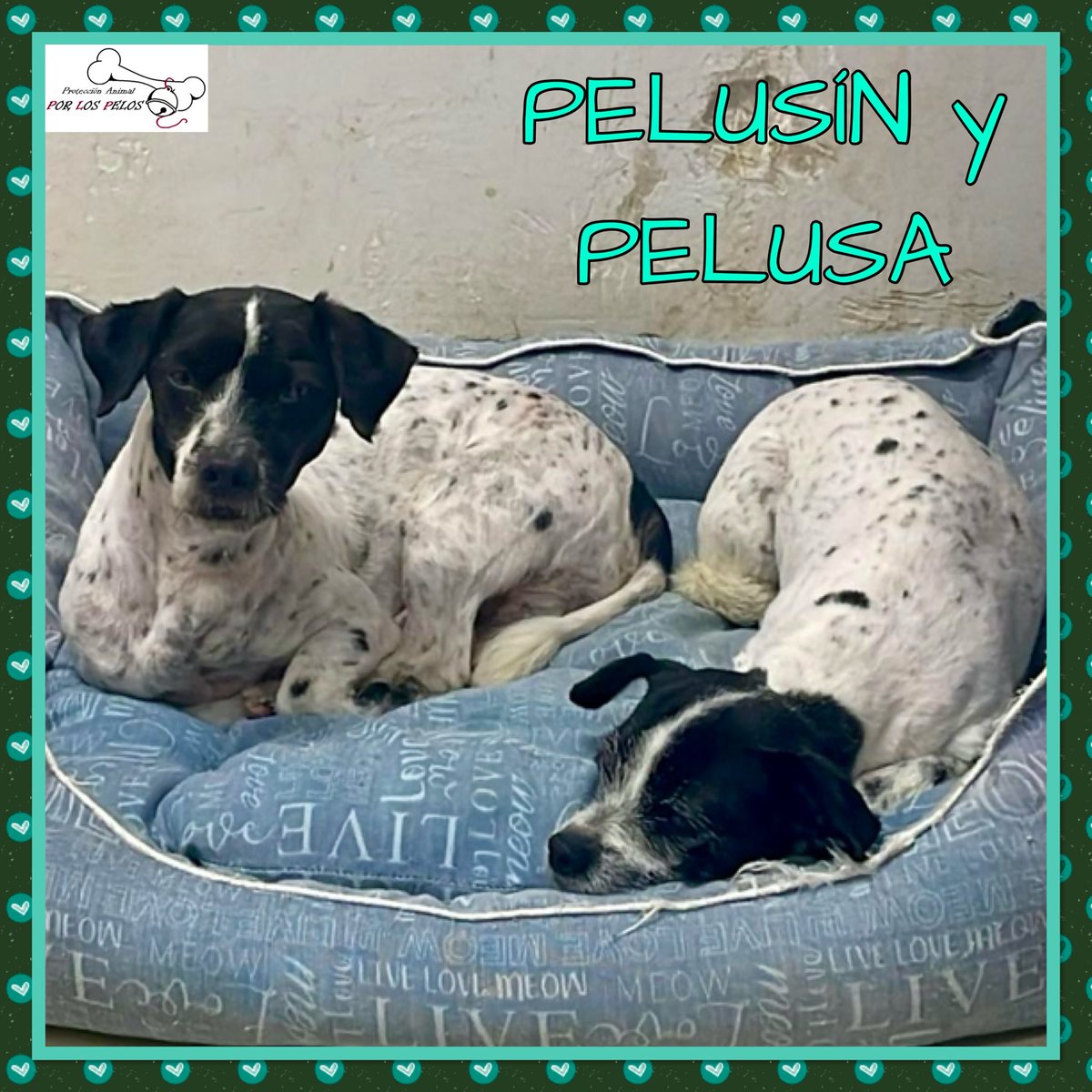 𝐏𝐎𝐑 𝐋𝐎𝐒 𝐏𝐄𝐋𝐎𝐒 tweet media