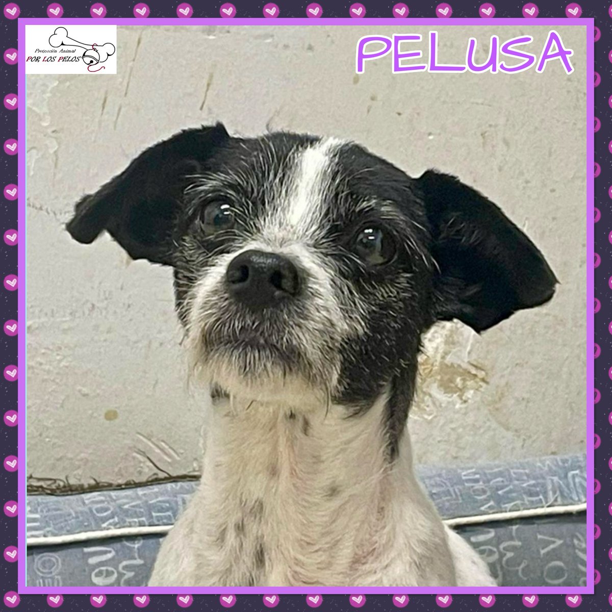 𝐏𝐎𝐑 𝐋𝐎𝐒 𝐏𝐄𝐋𝐎𝐒 tweet media