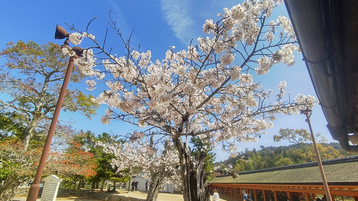 厳島神社が絶景すぎた…😳
ちょうど桜も満開で🌸