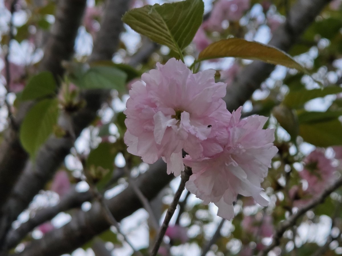 Lyn313🕊 tweet media