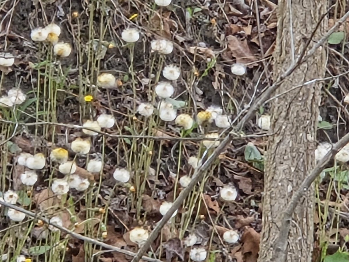 Lyn313🕊 tweet media