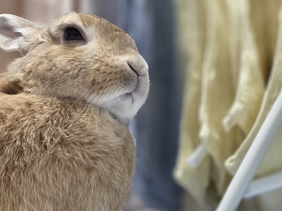 토끼릴리 tweet media