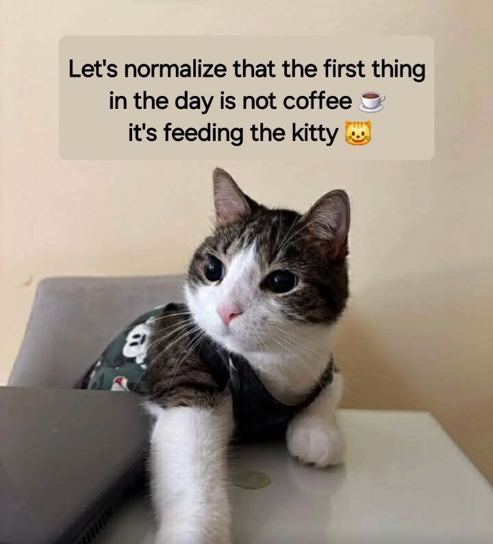 Cats and Kittens tweet media