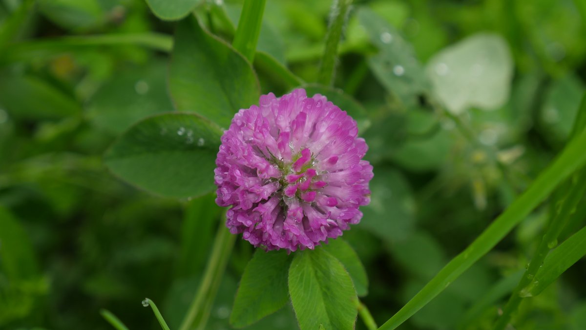 Digikun_'s tweet image. #マイクロフォーサーズ  ですけど何か？

10年以上前のカメラ #LUMIX #GH4
撮って出し

VARIO 12-35mm F2.8 ASPH. POWER O.I.S.
F 4.5
SS 320
ISO 200
35mm (76mm) 

#デジタルカメラ #MicroFourThirds #写真 #撮影 #ディジくん #DIGITALDO #デジタル道 #ディジくん式デジタル道 #デ道 #ディジくん式