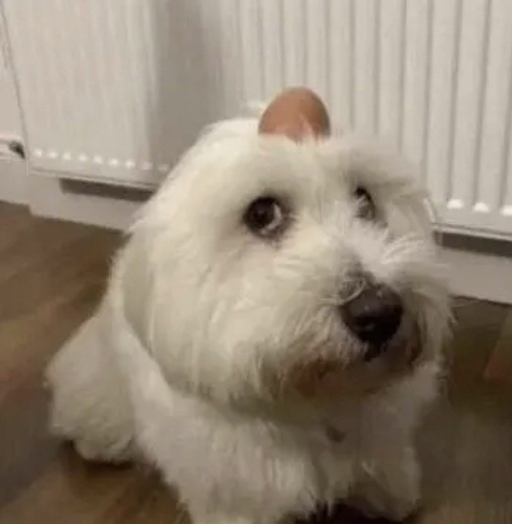 ItsKurko tweet media