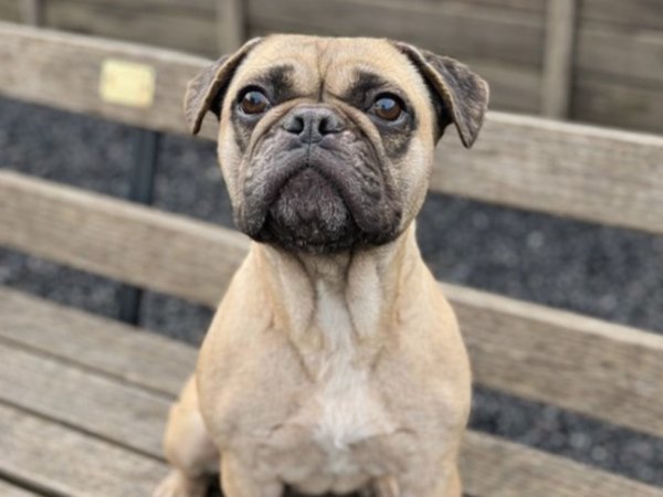 Greenacres Rescue tweet media