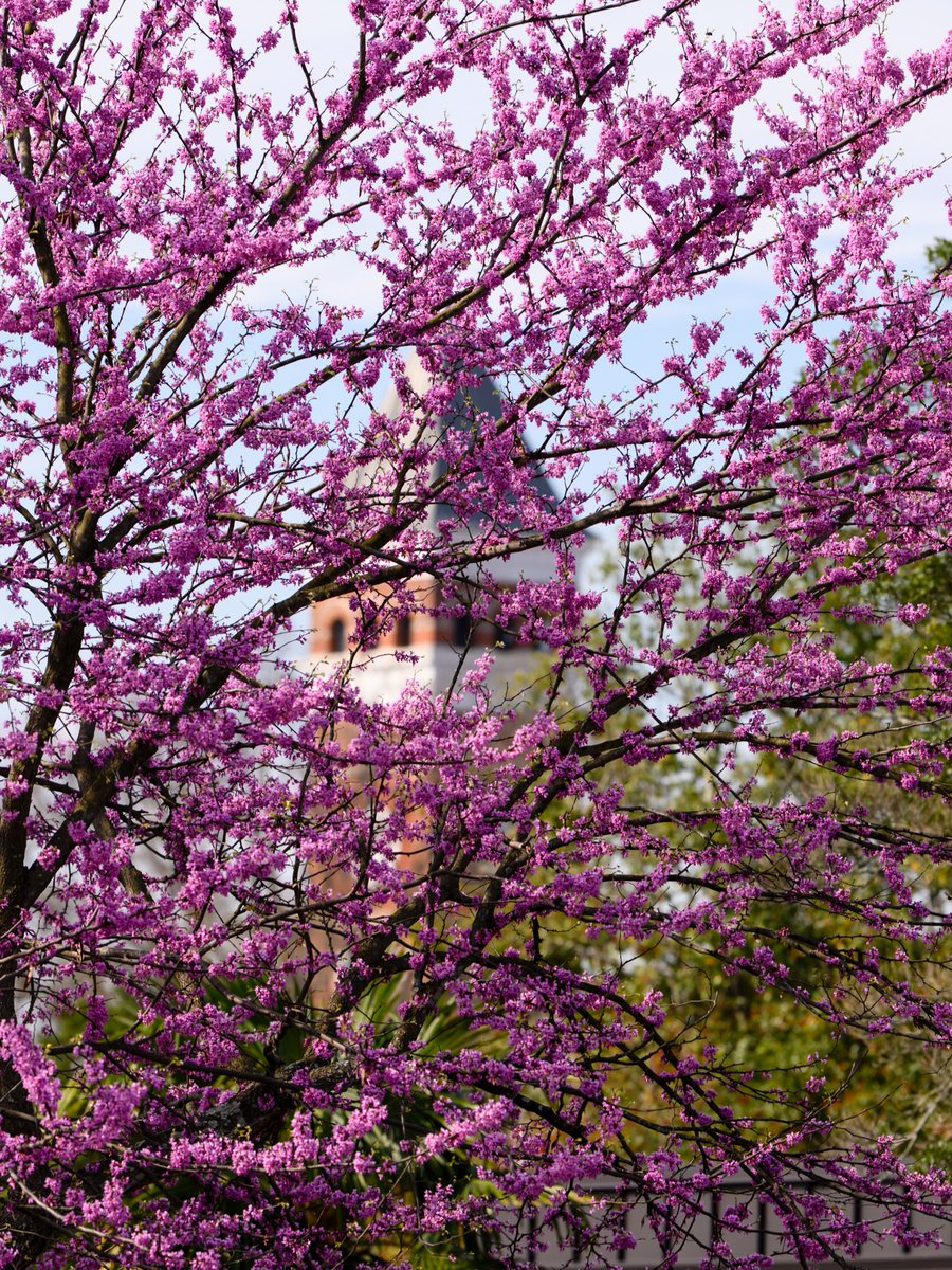 Clemson University tweet media