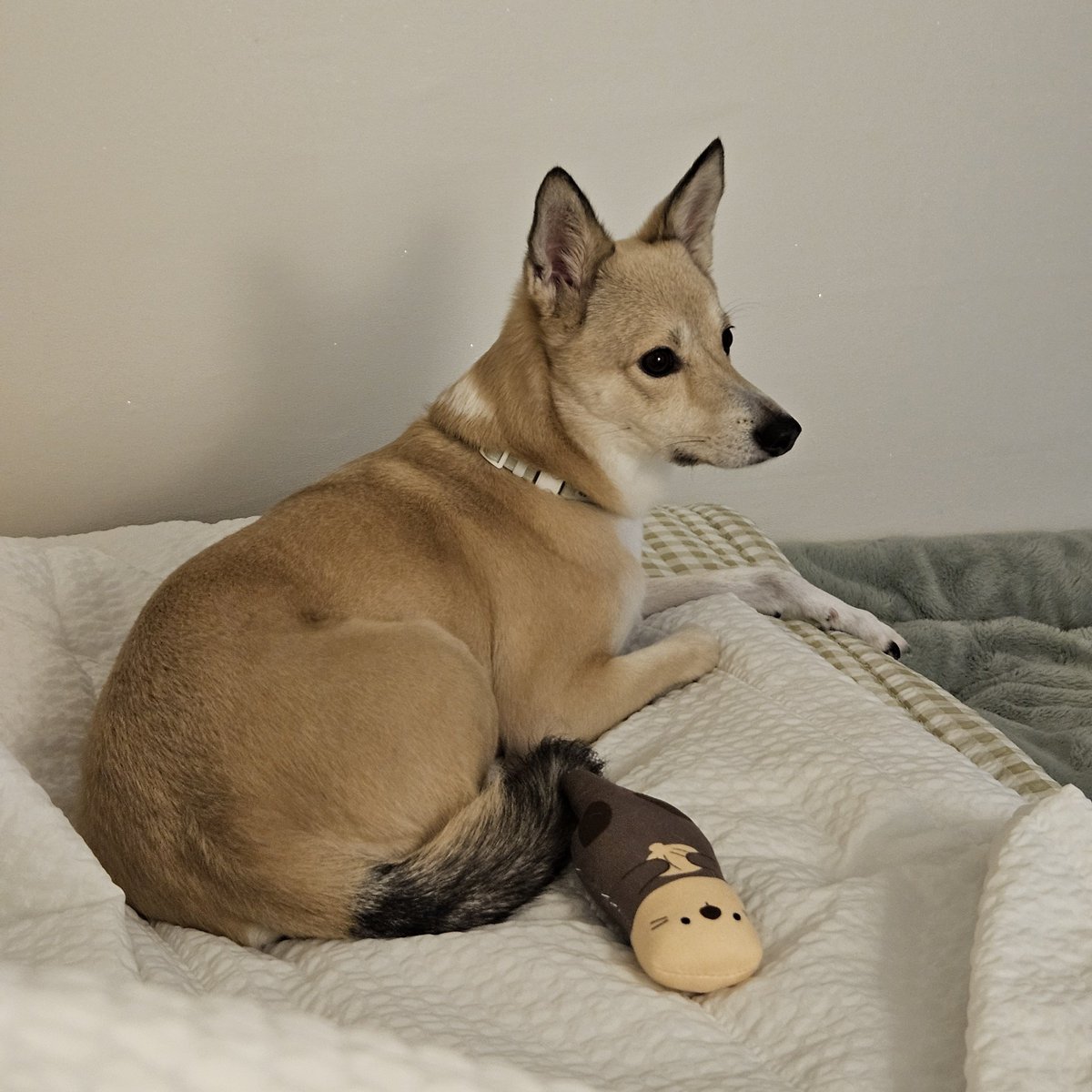 메밀묵 tweet media