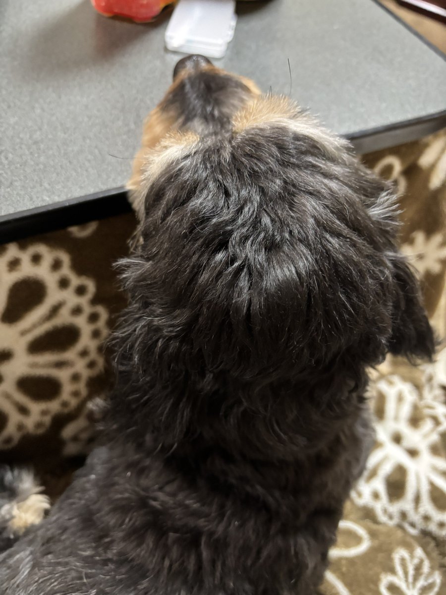 依存体質🐝 tweet media