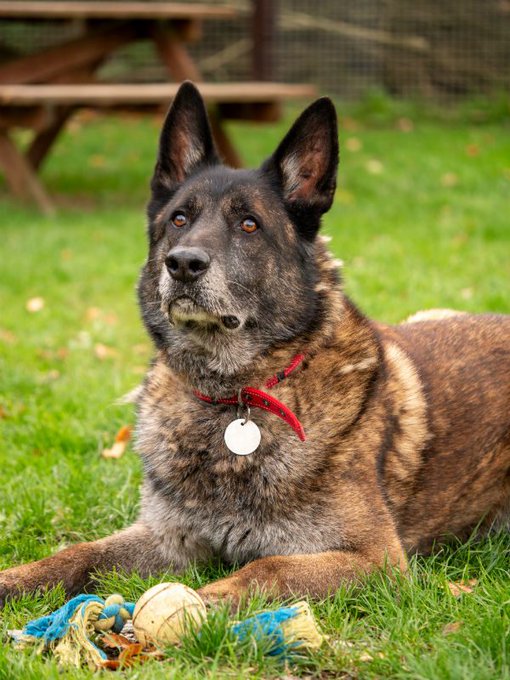 gsrescueelite's tweet image. Kai is 8yrs old and he is a friendly and loyal boy who came to us in July 21. Kai is looking for a child and pet free home and he can be protective of his people so exp of this issue needed please 
#dogs #germanshepherd #Cornwall 
gsrelite.co.uk/kai-12/
