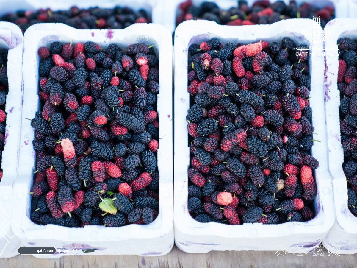 بلدية محافظة القطيف tweet media