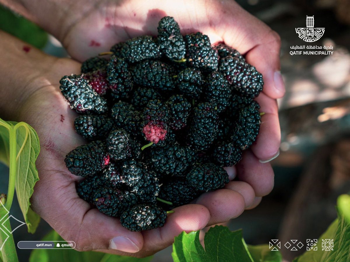 بلدية محافظة القطيف tweet media