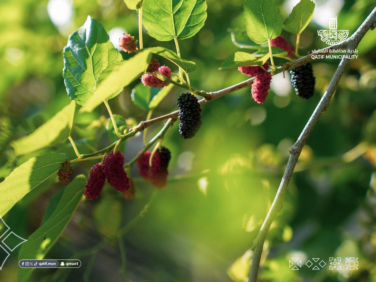 بلدية محافظة القطيف tweet media