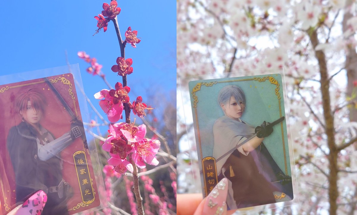 las___happy's tweet photo. １ヶ月越しに、桜梅花見できたよー‼️🌸❤️
いつか、同一ケース展示が見たい...！ https://t.co/b3Isz62Ws3