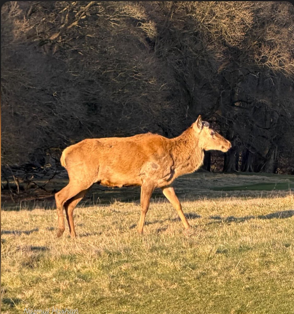 HashanNazmul's tweet image. A graceful stag enjoying a sunny Easter day! 🦌🫶🌿 Wishing you all a peaceful and happy holiday!
#Stags #Wildlife #reddeer #NatureInFocus