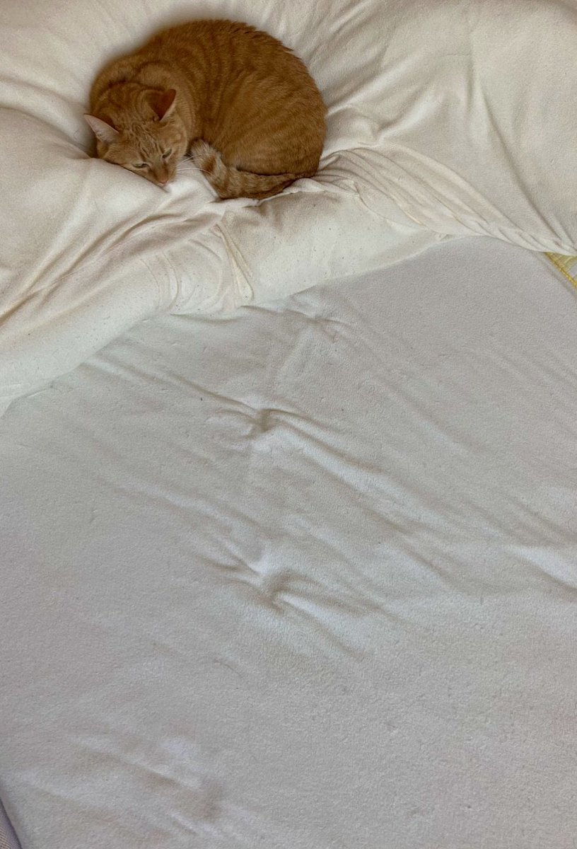 고양이는 왜 이럴까 tweet media