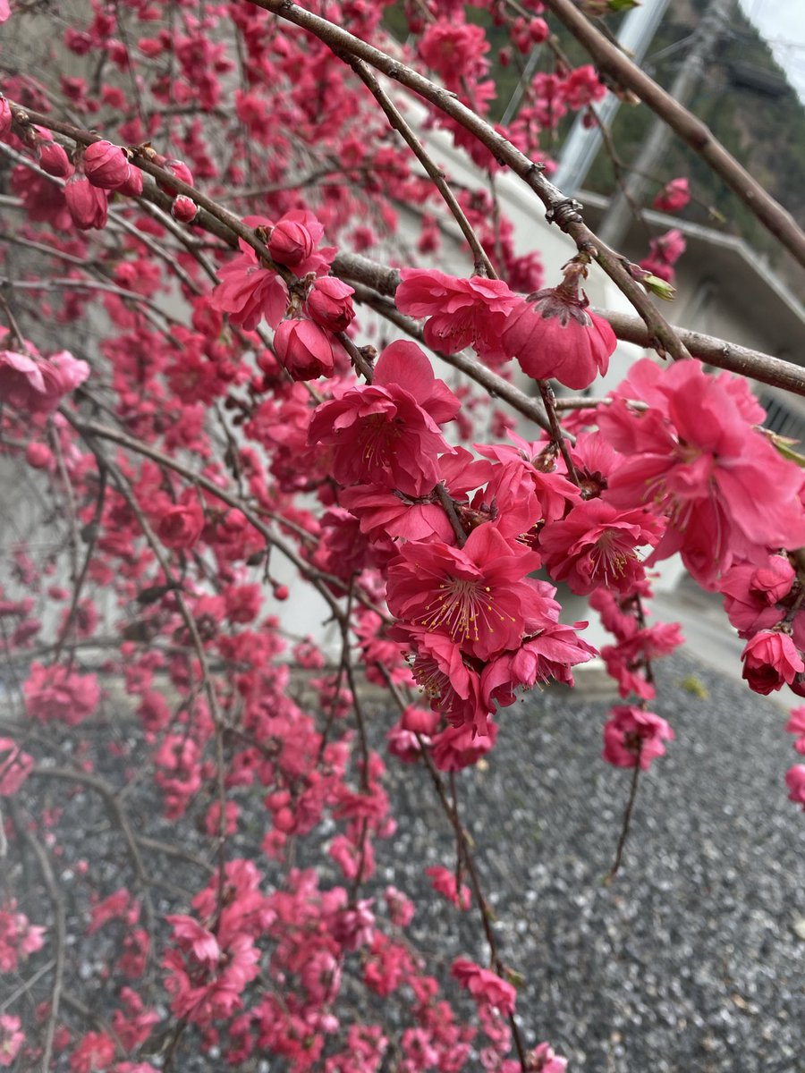 はにーぽけっと🐝➰🍯4/12東方越後祭【想3-4】 tweet media